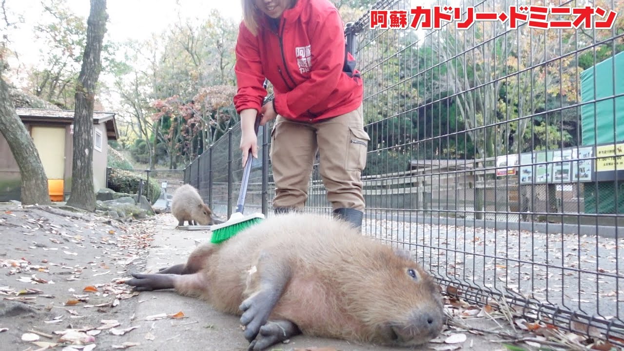 カピバラをデッキブラシで撫でると…可愛すぎます