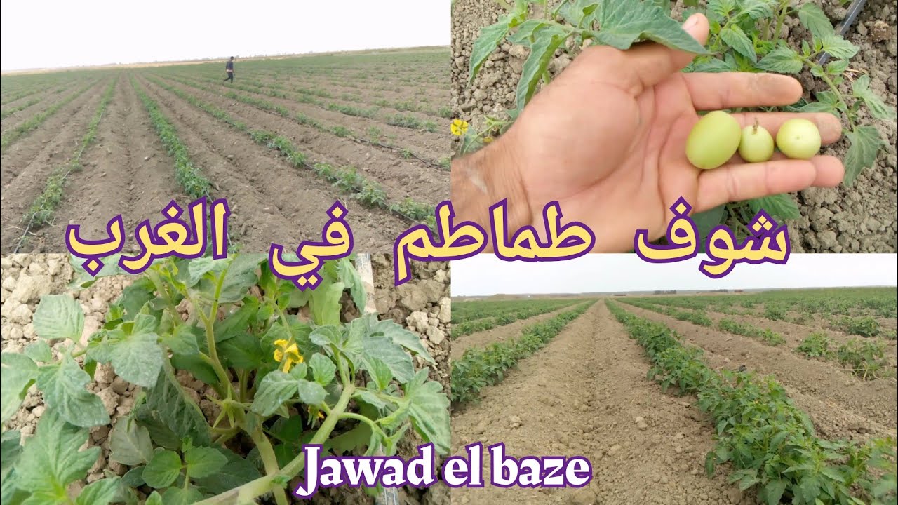 طماطم ماشاء الله غدا مزيان الحمدلله