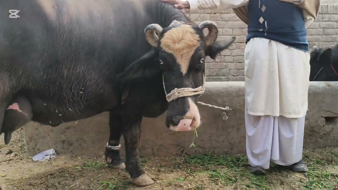 Neli ki high milking buffalo sale Okara Animal Tv 0300457625216/3/2026/علاقہ عارف والا