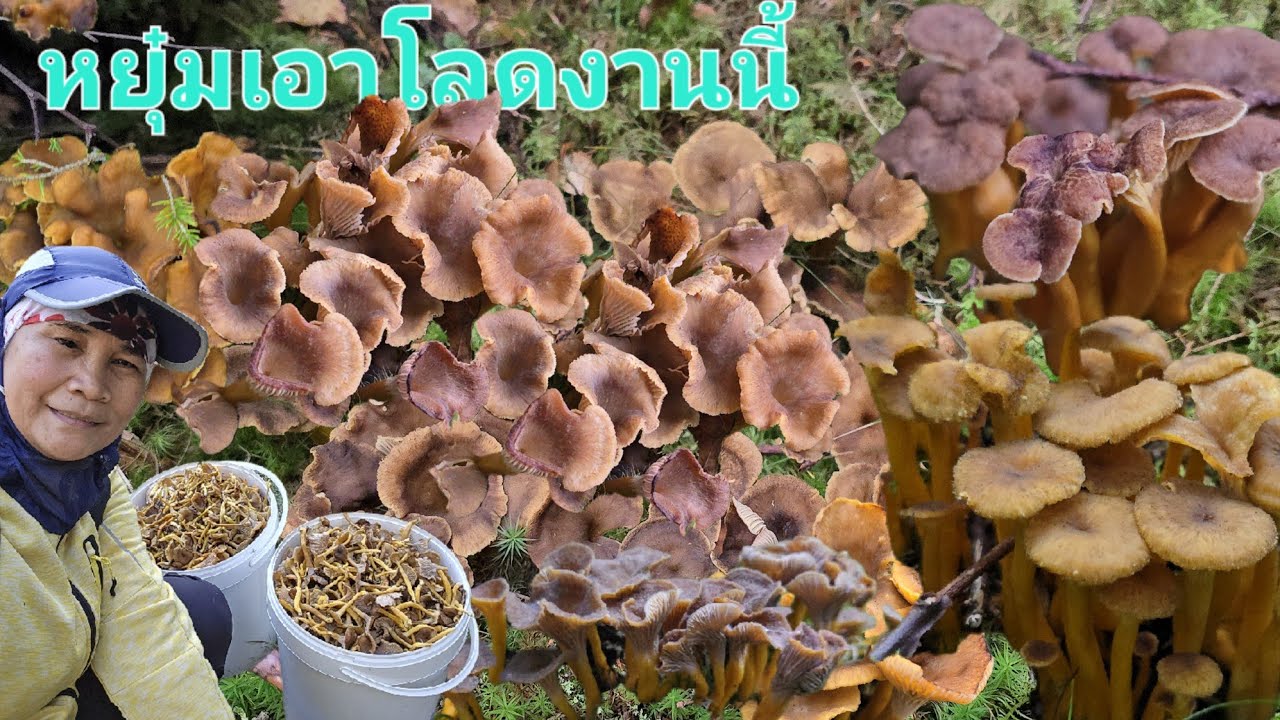7/ตุลา67เก็บเห็ดดำวันนี้ เห็ดก็เยอะ นายพรานก็มาแล้ว รีบเก็บรีบกลับจ้า