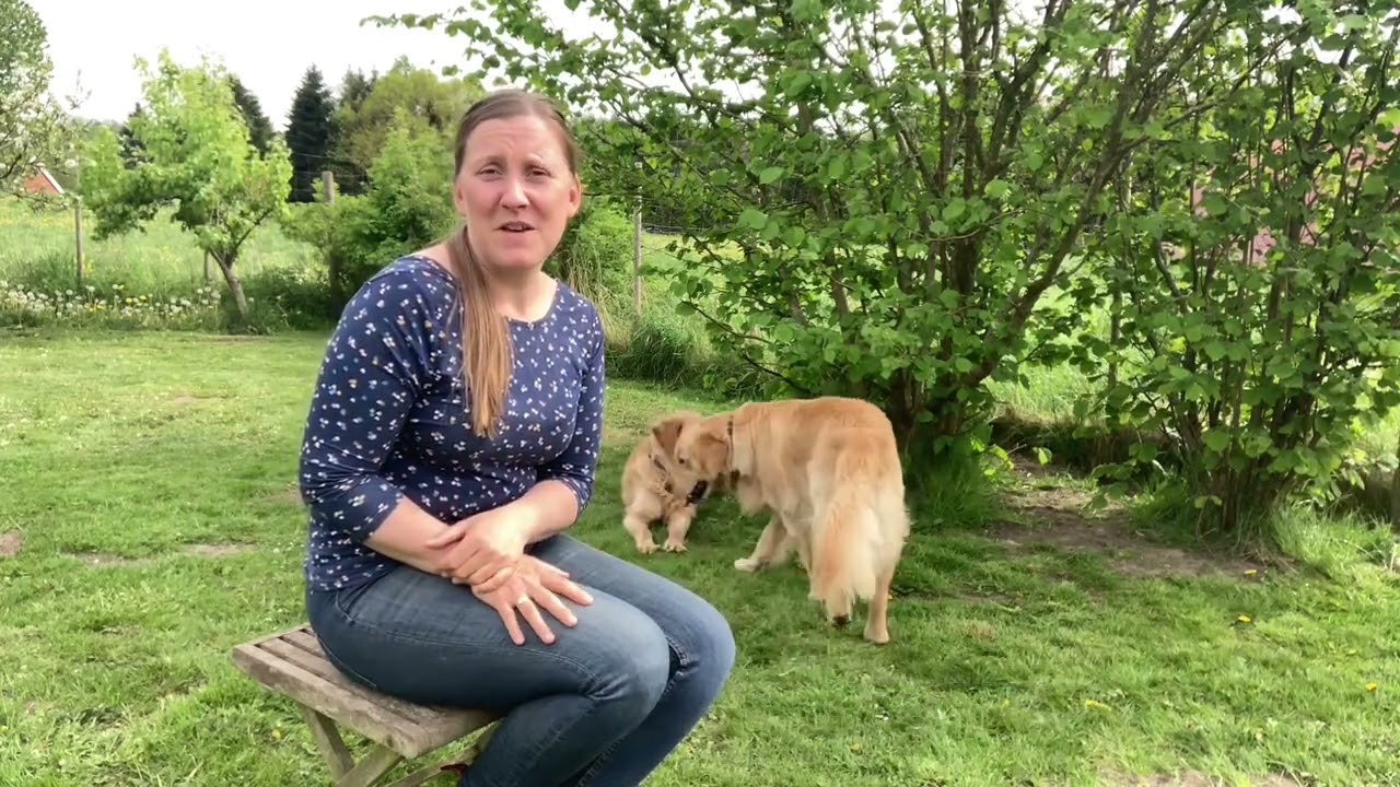 Løsningen på hundens separationsangst