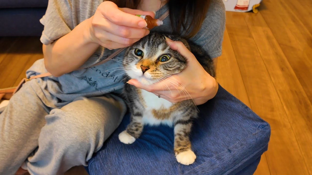目薬をかけた猫と人間の真剣勝負がコチラ🤣🤣🤣