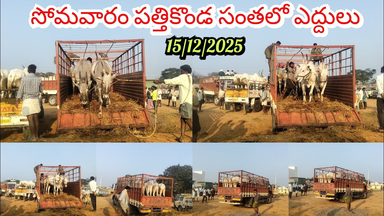 15/12/2025 సోమవారం పత్తికొండ సంతలో ఎద్దులు లోడు ఏ విధంగా ఉన్నాయో చూడండి ఫ్రెండ్స్