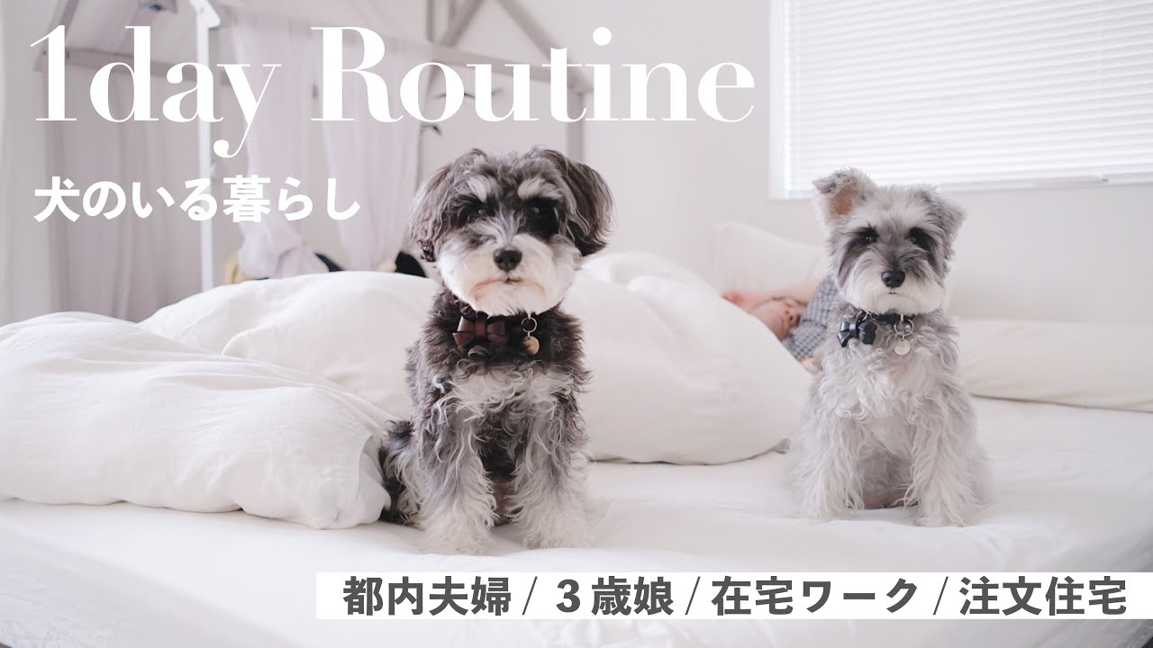 【犬の日常】スマート暮らしな1日家族ルーティン｜平日朝から夜寝るまで【シュナウザージジトト】