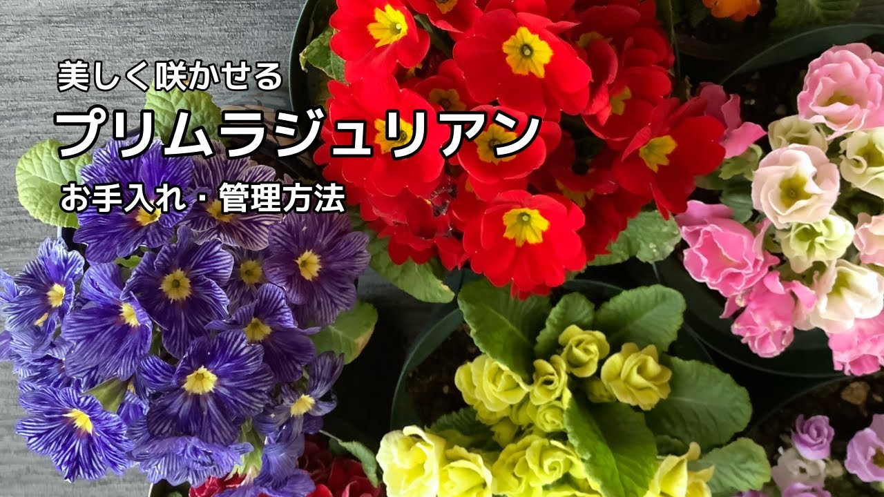 美しく咲かせる【プリムラジュリアン】雨や寒い時はどうするの？