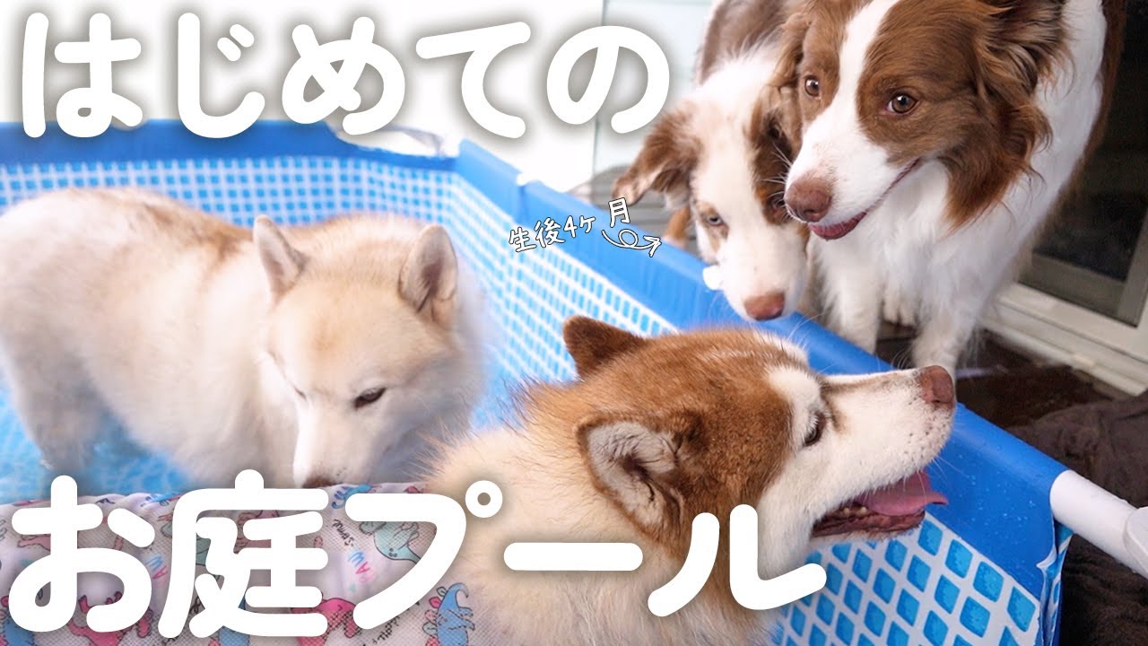 はじめて子犬と先住犬達でお庭プールしたらほんわかすぎて癒された(笑)