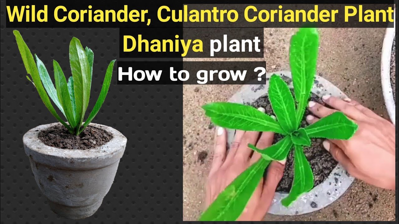 How to grow coriander ( Dhaniya) | Culantro Coriander plant | Long Coriander plant k bare mai jane