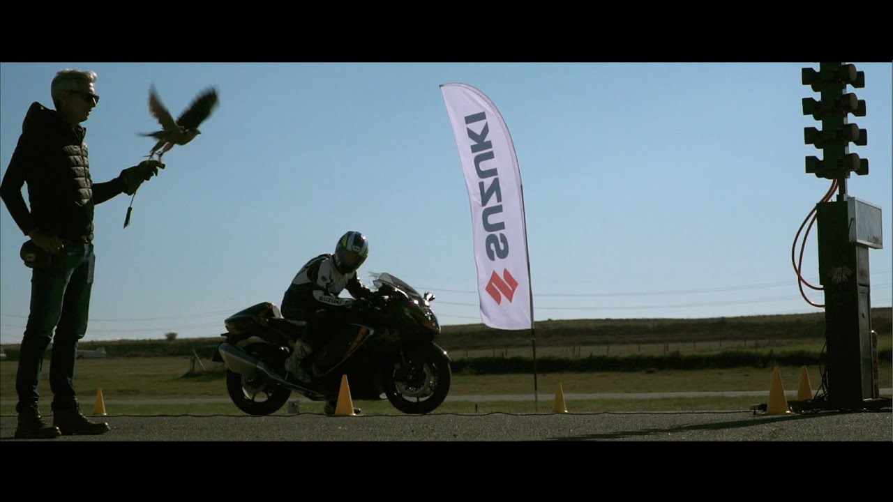 Race: Suzuki Hayabusa vs Peregrine Falcon