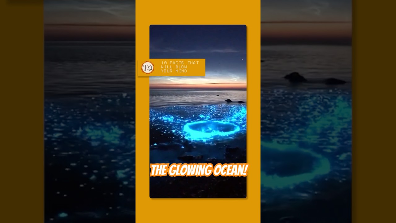 Why Does The Ocean Sparkle In The Dark?
