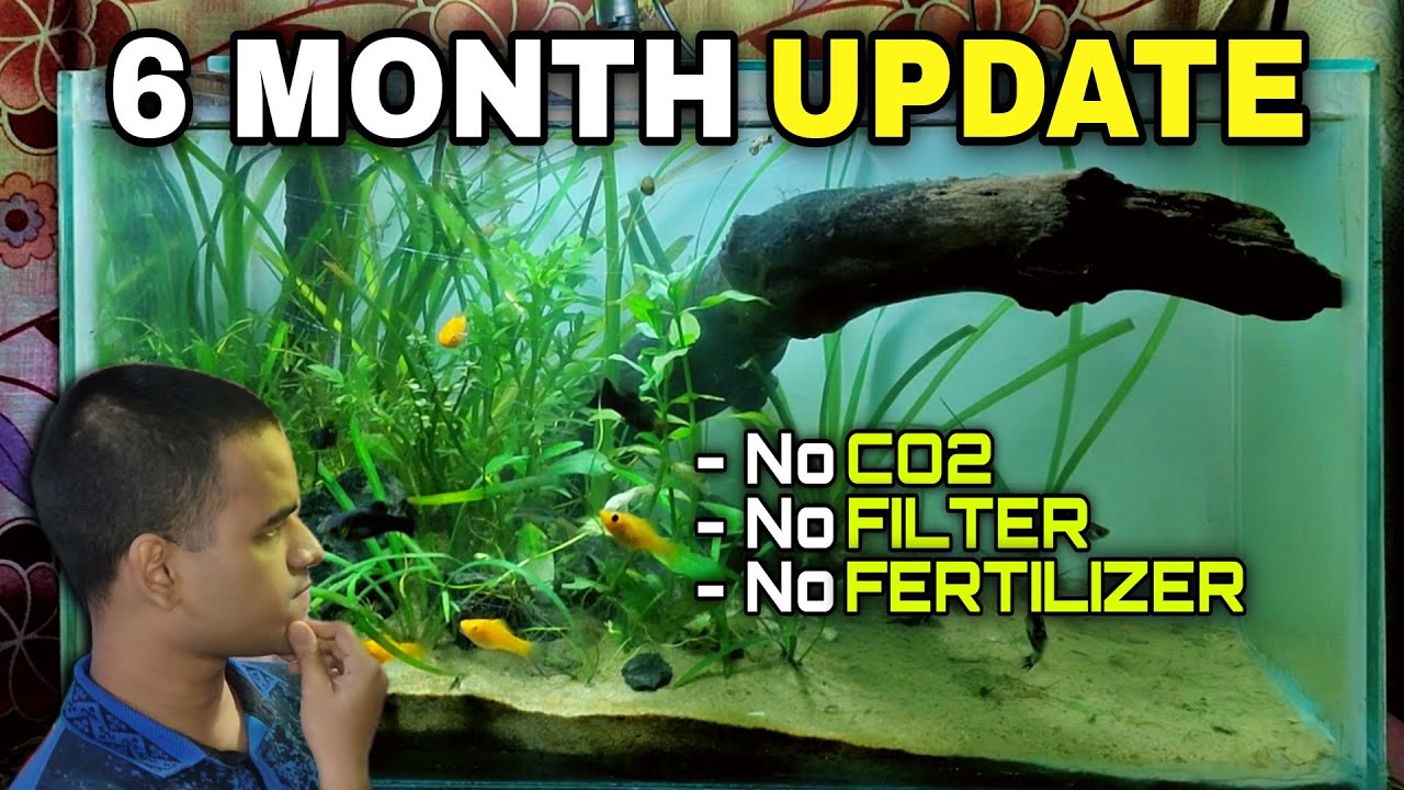 (6 Month Update) Ecosystem Aquarium - No CO2, No Filter, No Fertilizer Planted Tank | WILD GREEN