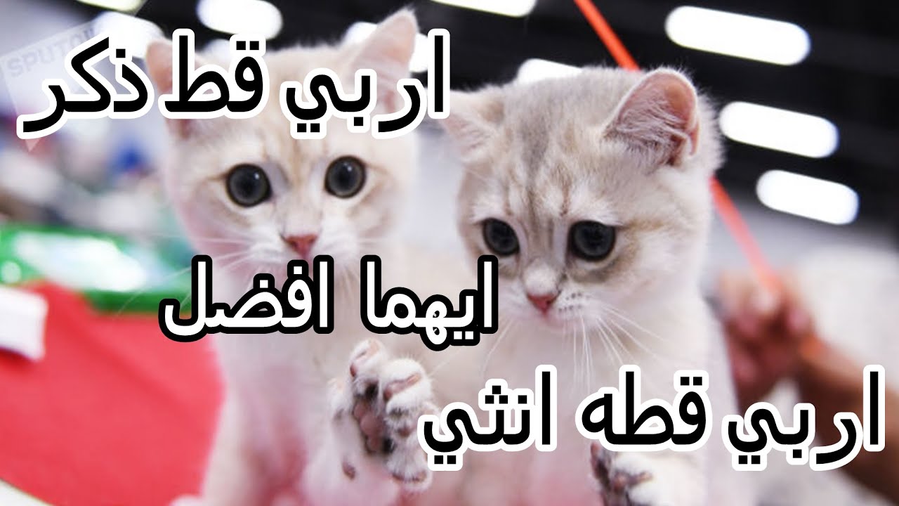 اربي قط ذكر ولا اربي قطه انثي | ايهما افضل