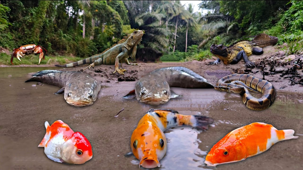 Wadidau Amazing! Catching Big Snakehead Fish in The River, Snake, Iguana, Crab, Goldfish, Koi, Mouse