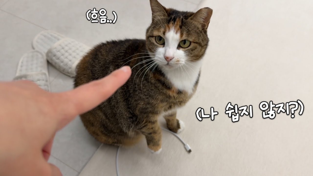 밀당 천재 앙큼 고양이😜🤎