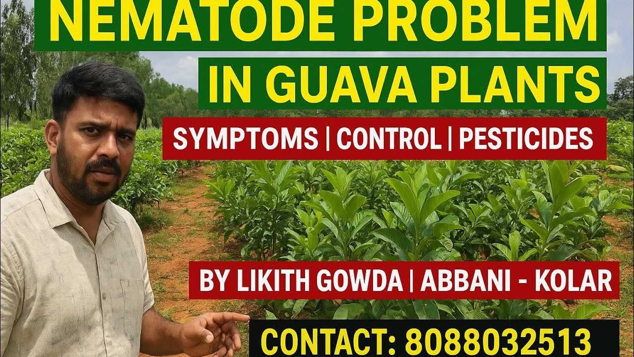 🪱 Nematode Problem in Guava Plants | Symptoms, Treatment & Pesticide Solutions | By Likith Gowda 