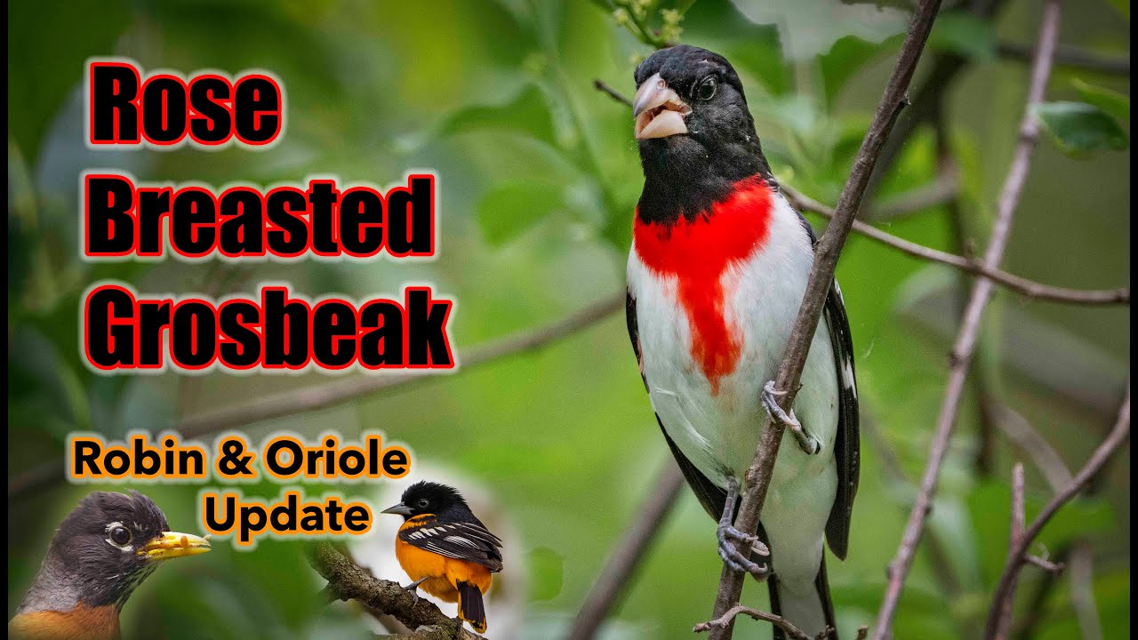 Finding a Rose - Breasted Grosbeak in the Woods