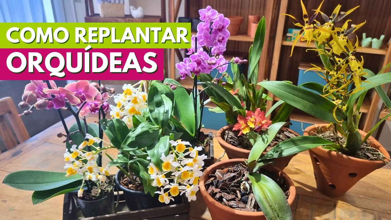 5 DICAS PARA NÃO ERRAR NO REPLANTIO DE ORQUÍDEAS! CANAL MEU QUINTAL