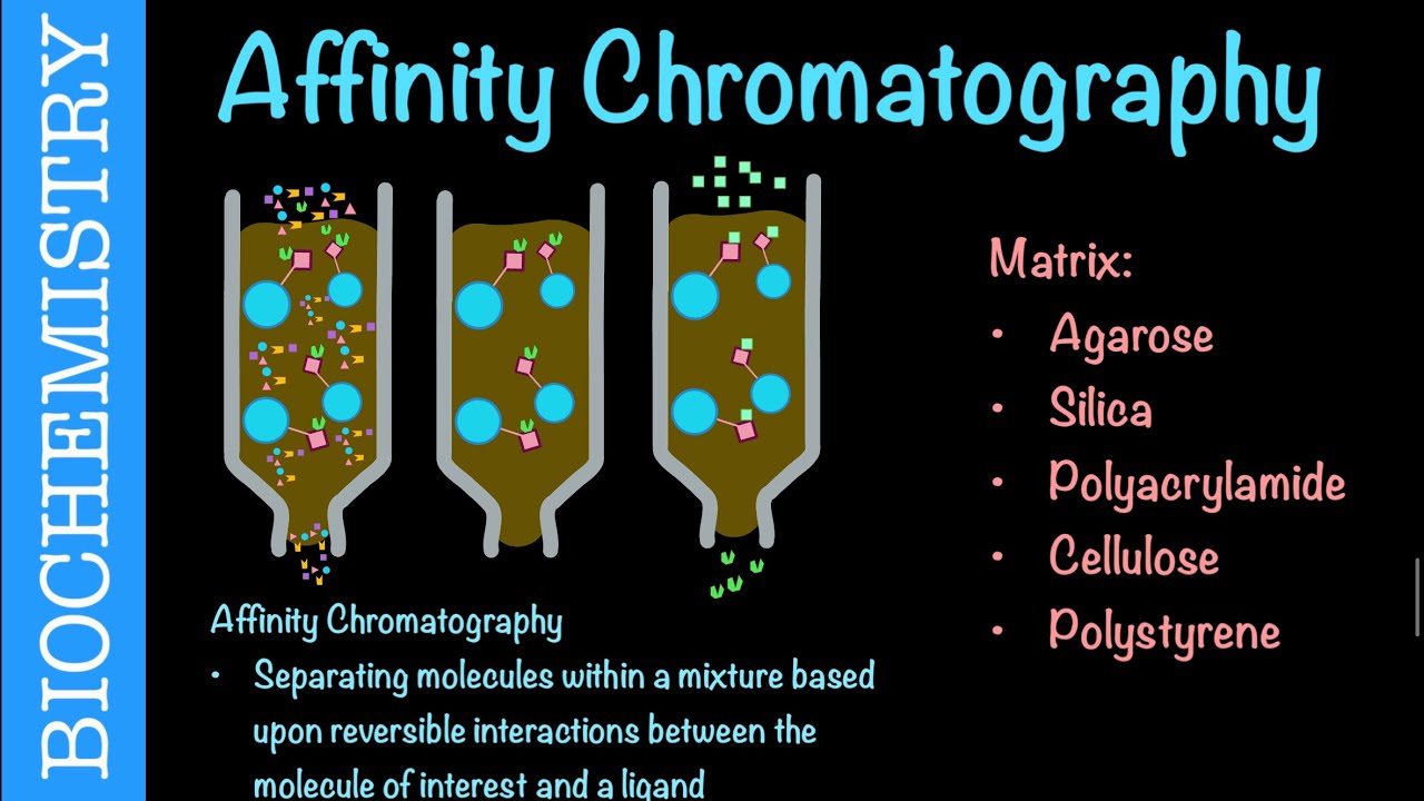 Affinity Chromatography | Biochemistry
