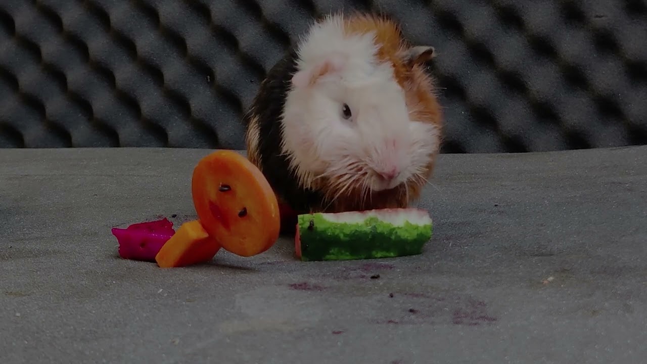 genius pig 🐹 Hamster EATING FOOD | ASMR Eating Carrot Cucumber​ Mukbang 먹방 - Animal ASMR MUKBANG 🐹