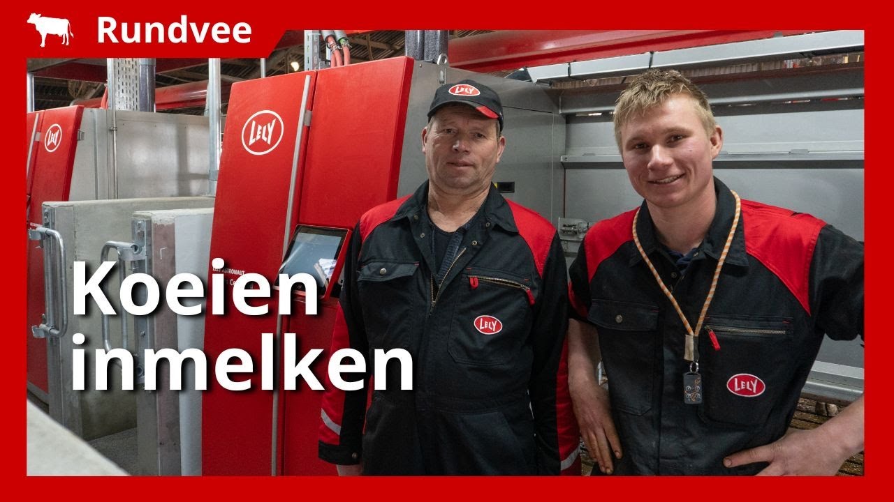 Inmelken van 85 koeien met twee nieuwe melkrobots