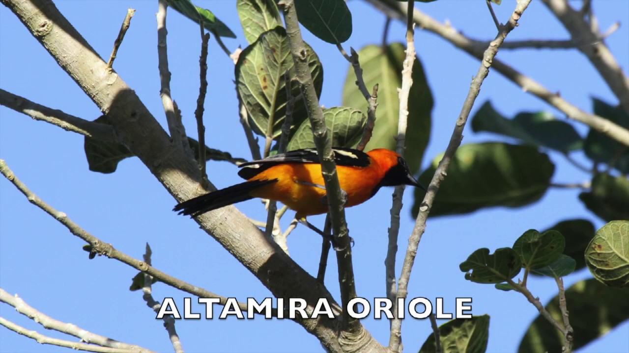 Yucatan Birding in November 2016