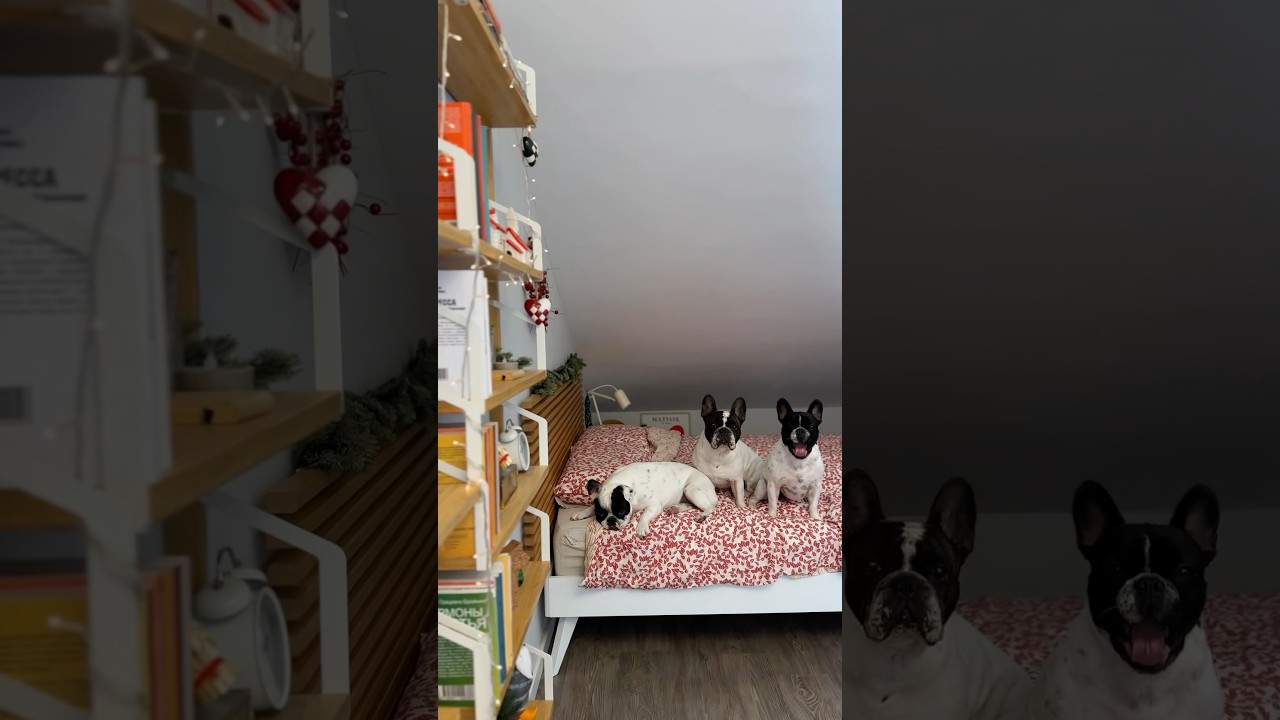 Lovely moments ❤️ #home #portugal #cozyroom #shorts #short #casaemportugal #frenchbulldog #cozyhome