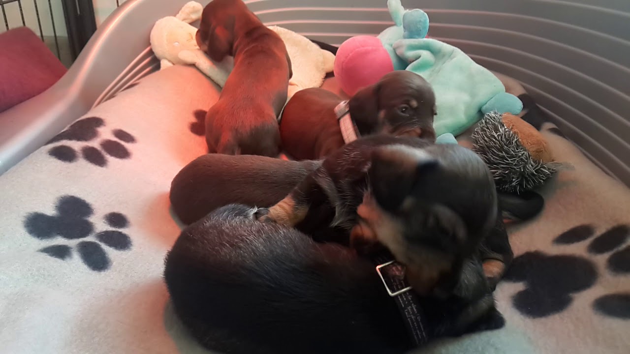 Teckels nains poil dur  3 semaines 