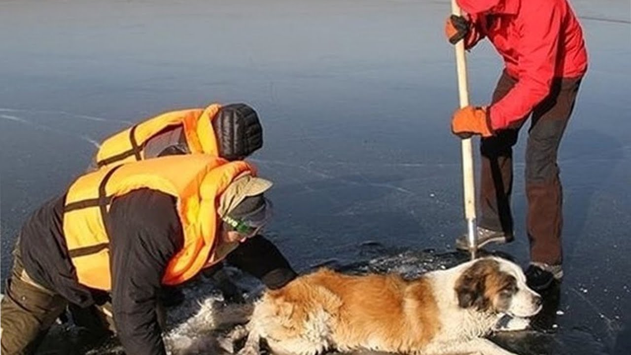 Magical Love Between Animals And Humans - Touching Actions And Human Kindness To Animals