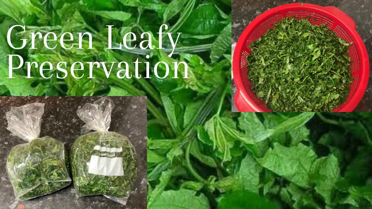 How To Preserve Leafy Vegetables For A Long Time Using Pumpkin Leaves ! Fresh Pumpkin Leaves ! Ugu