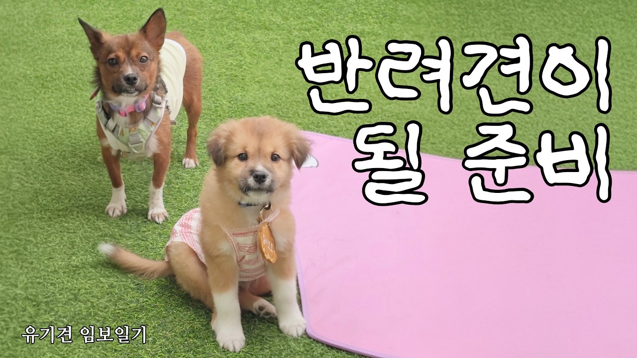 쫄보 유기견의 외출 도전기ㅣ1인가구 유기견 임시보호