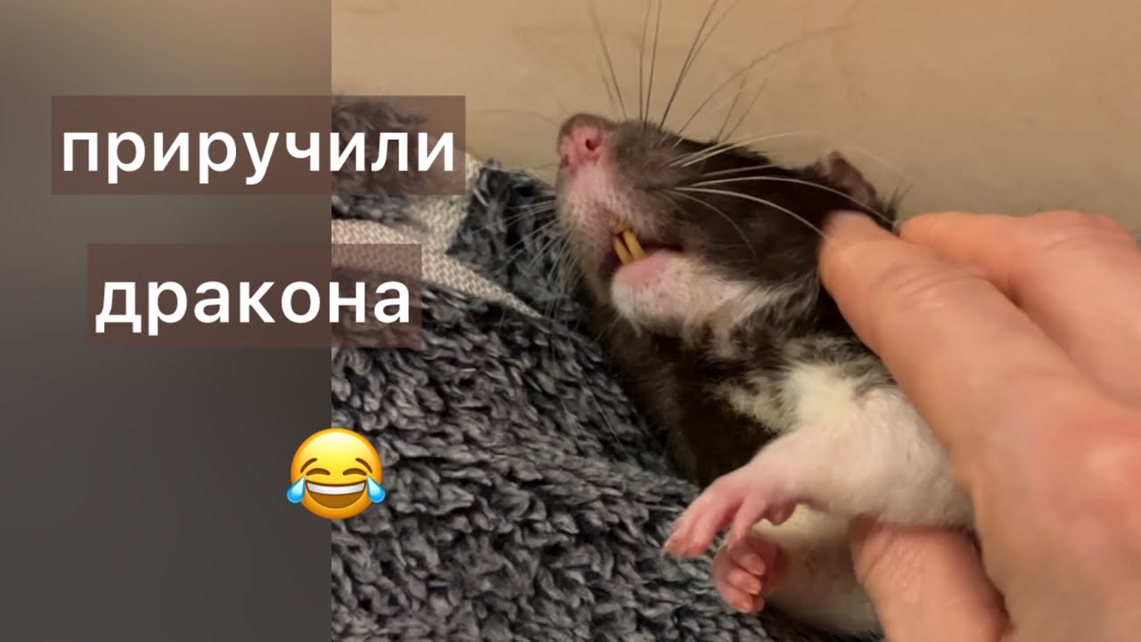 Приручили дракона. Жизнь удалась. #cute #крысы #rats 