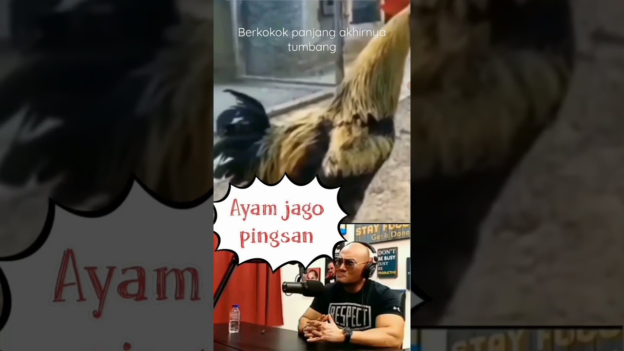 ayam pingsan #ngakak#dedycorbuzer#short