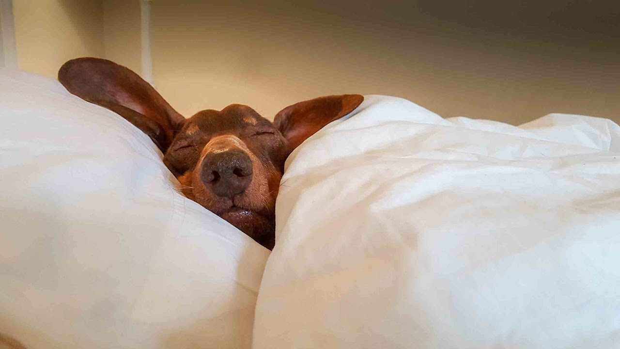 Entspannungstraining für Hunde - Tellington TTouch, mit Karin P. Freiling