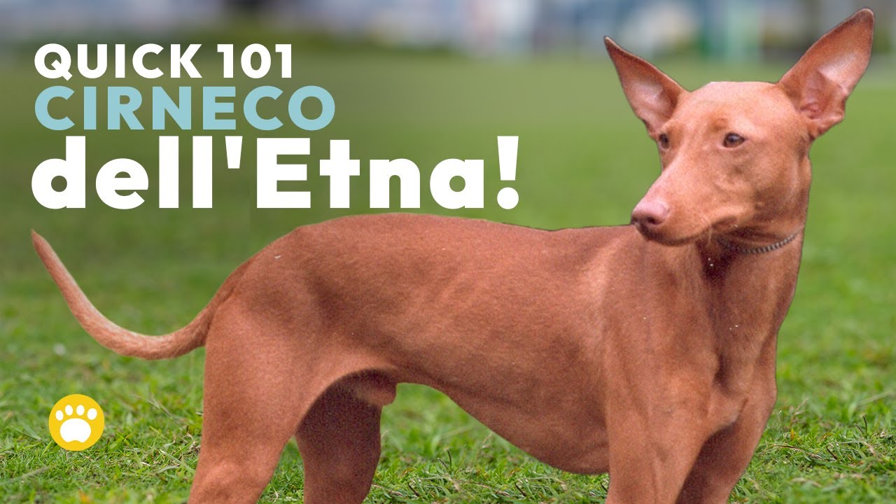 Cirneco dell'Etna Cucciolo/Dog 101