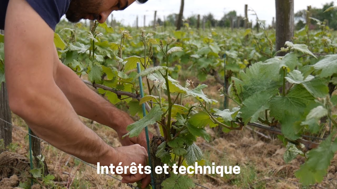 L'&eacute;bourgeonnage pour les d&eacute;butants