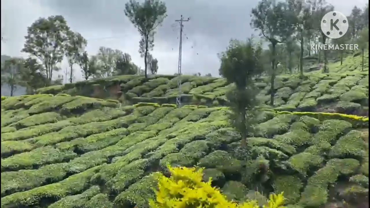 Munnar Tea plantation