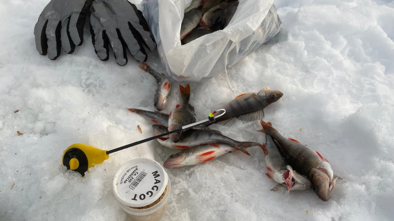 #IcefishingNorway.  gopro  29 jan 2023. in Norway.#baitinMinktrap. isfiske hadeland.