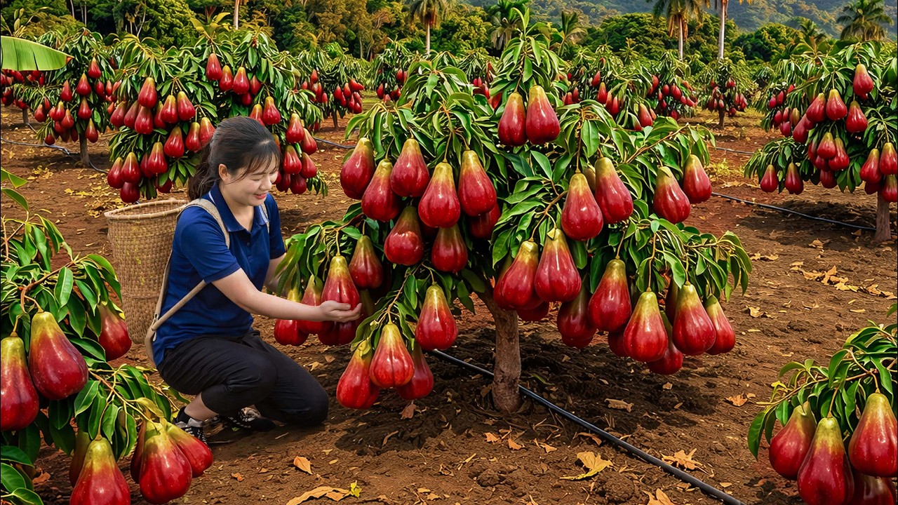 Harvesting Mountain Rose Apple To Sell | Survival Journey In Remote Mountain Village | Off The Grid