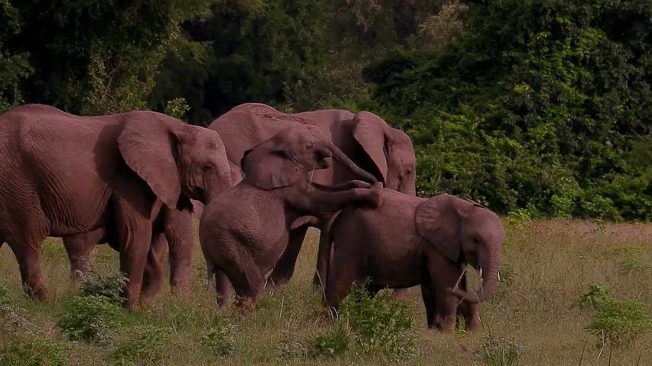 Elephants Rule, Elefanten-Video