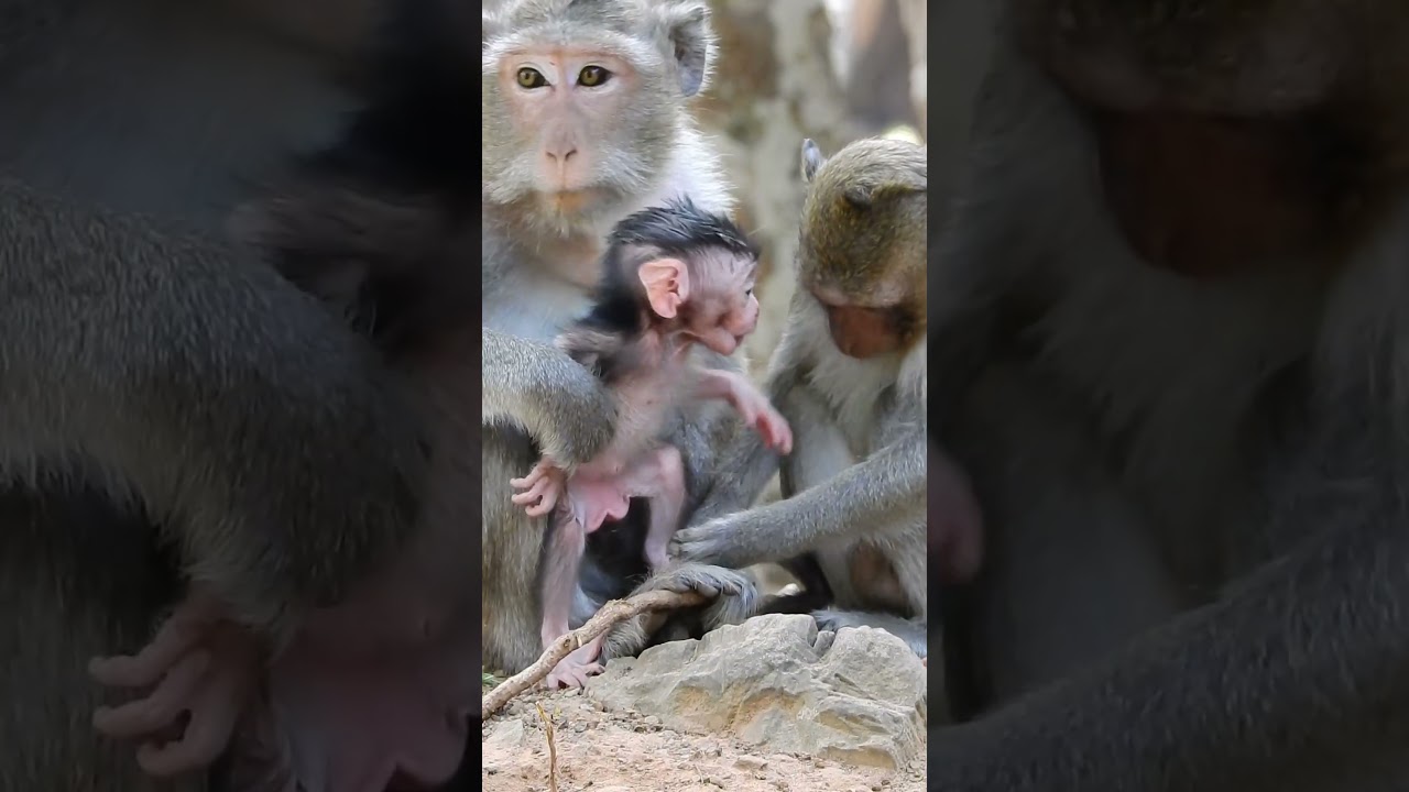 black baby monkey she just born and gate milk RW3 