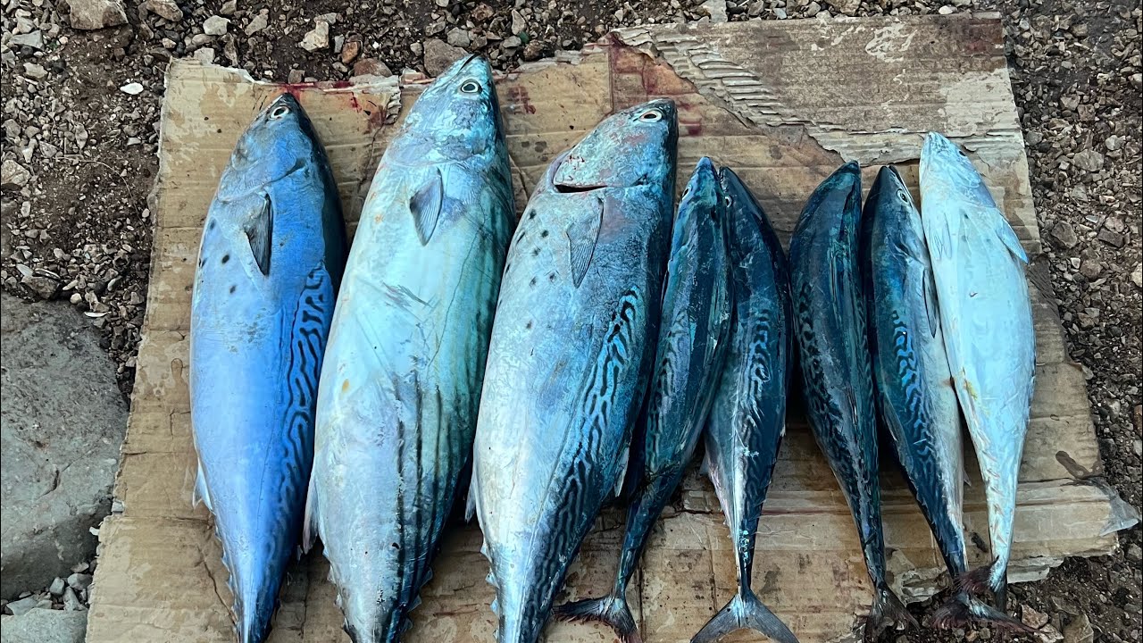 ‏تقنية صيد سبينيك قرية الوحوش بنيونش ￼