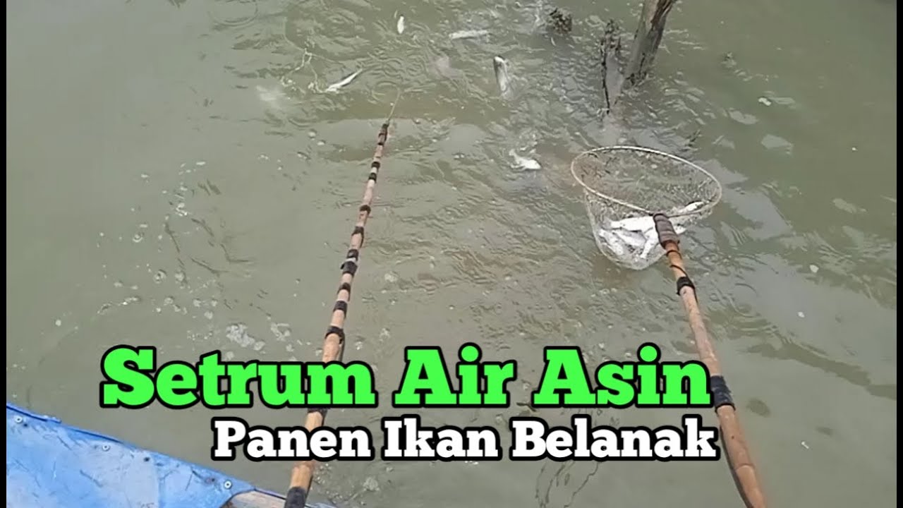 Setrum Ikan Khusus Muara/Laut Air Asin