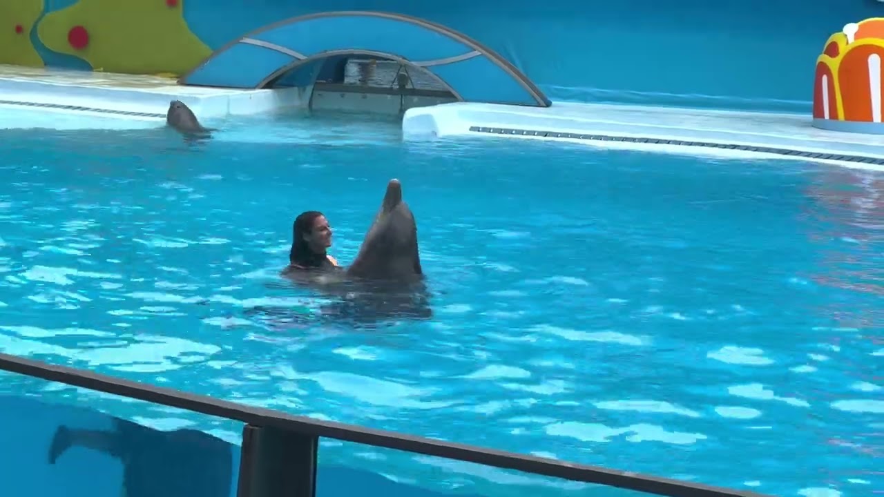 Dolphin Show at Zoomarine Portugal: A Spectacular Performance