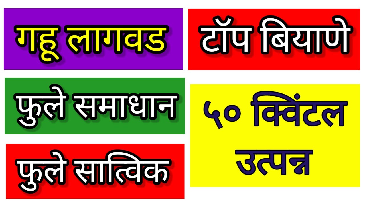 फुले समाधान आणि फुले सात्वीक l phule samadhan l phule satvik l gahu biyane #gahu #गहूबियाणे
