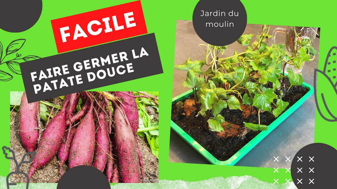 🍠Comment faire germer de la Patate douce🍠deux techniques