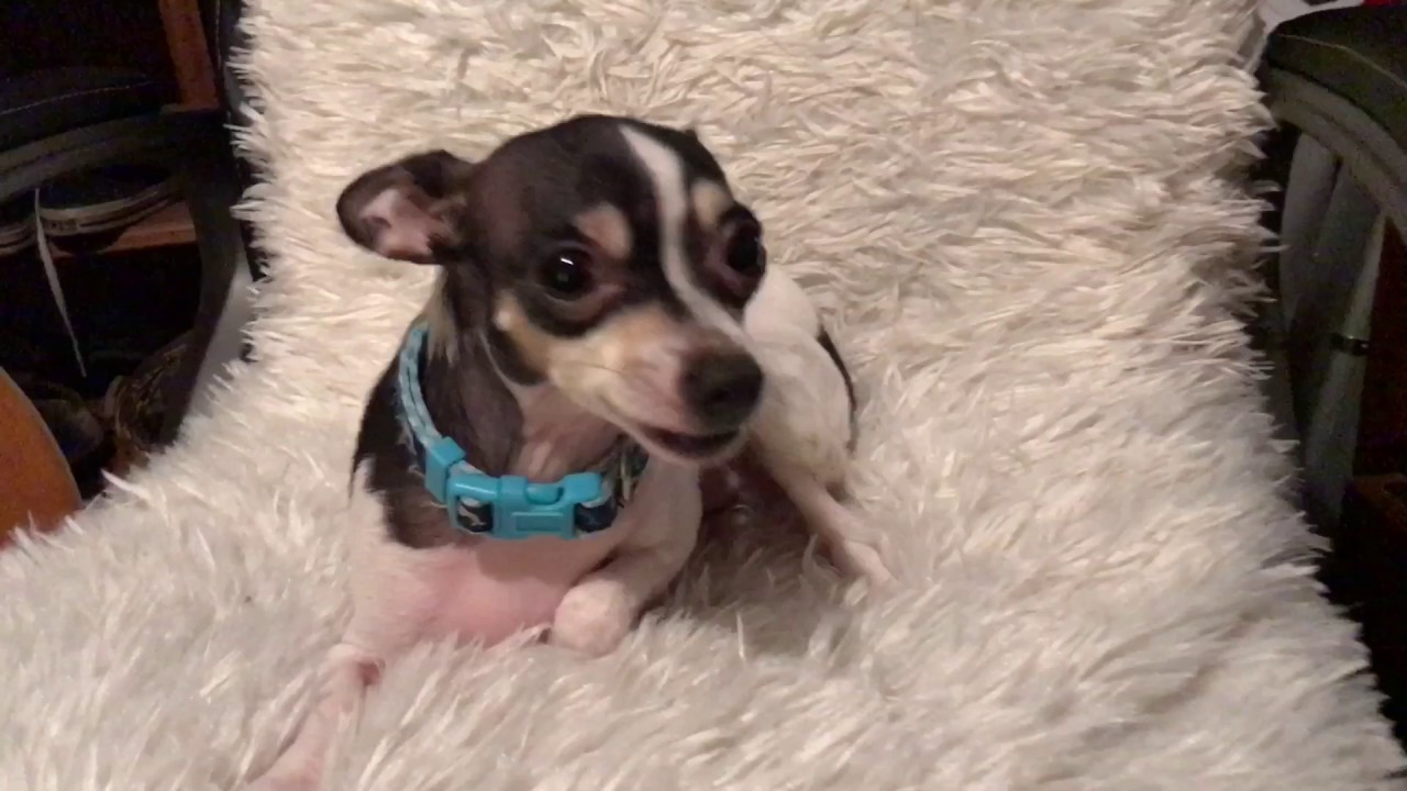 Happy Puppy Day