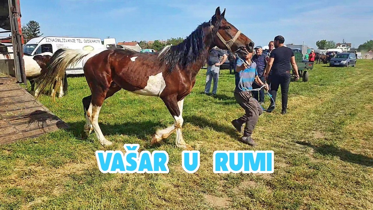Rumski vašar 🦄 stočno vašarište