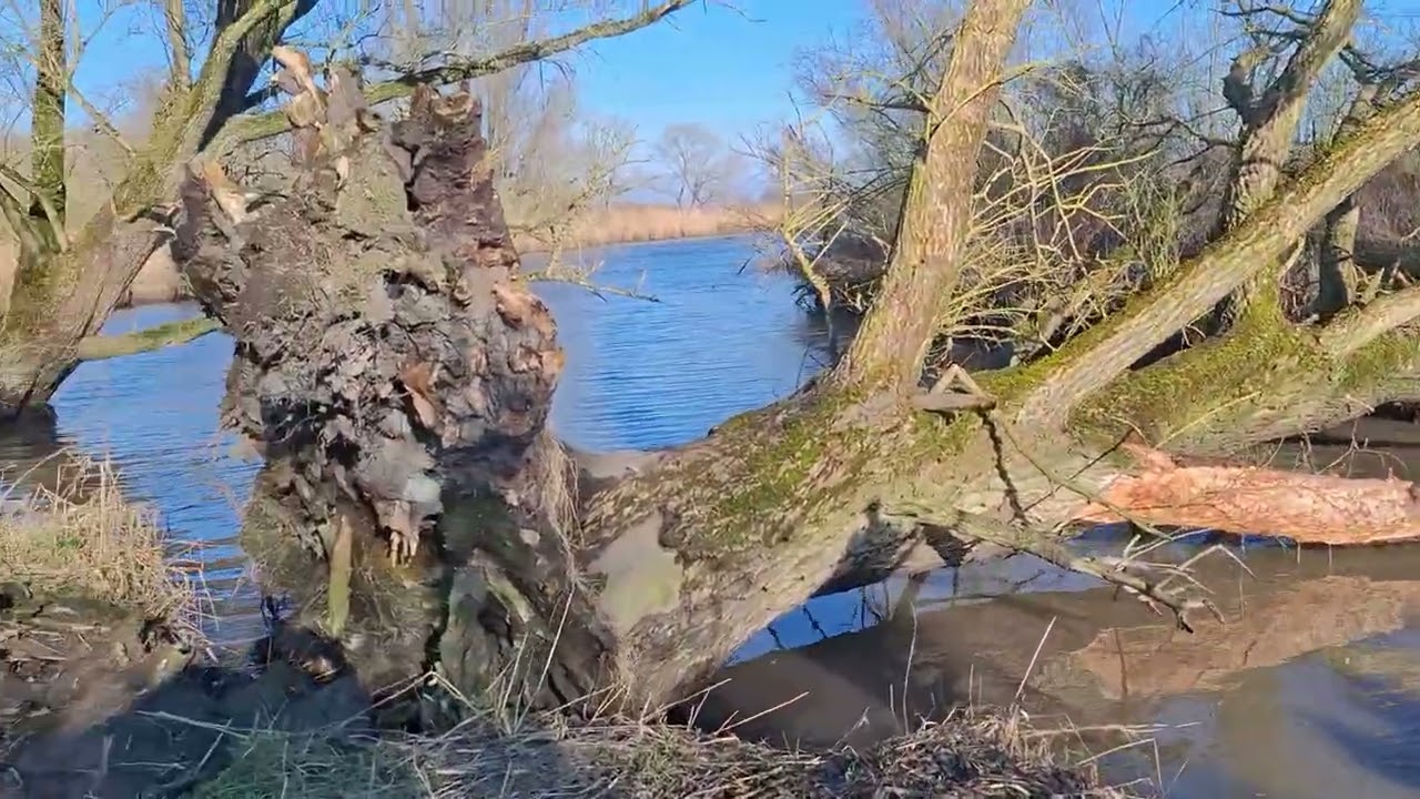 Een middagje in de Biesbosch 