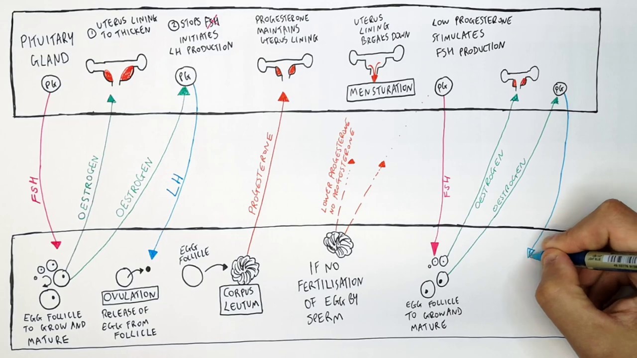 GCSE Biology - Menstrual Cycle