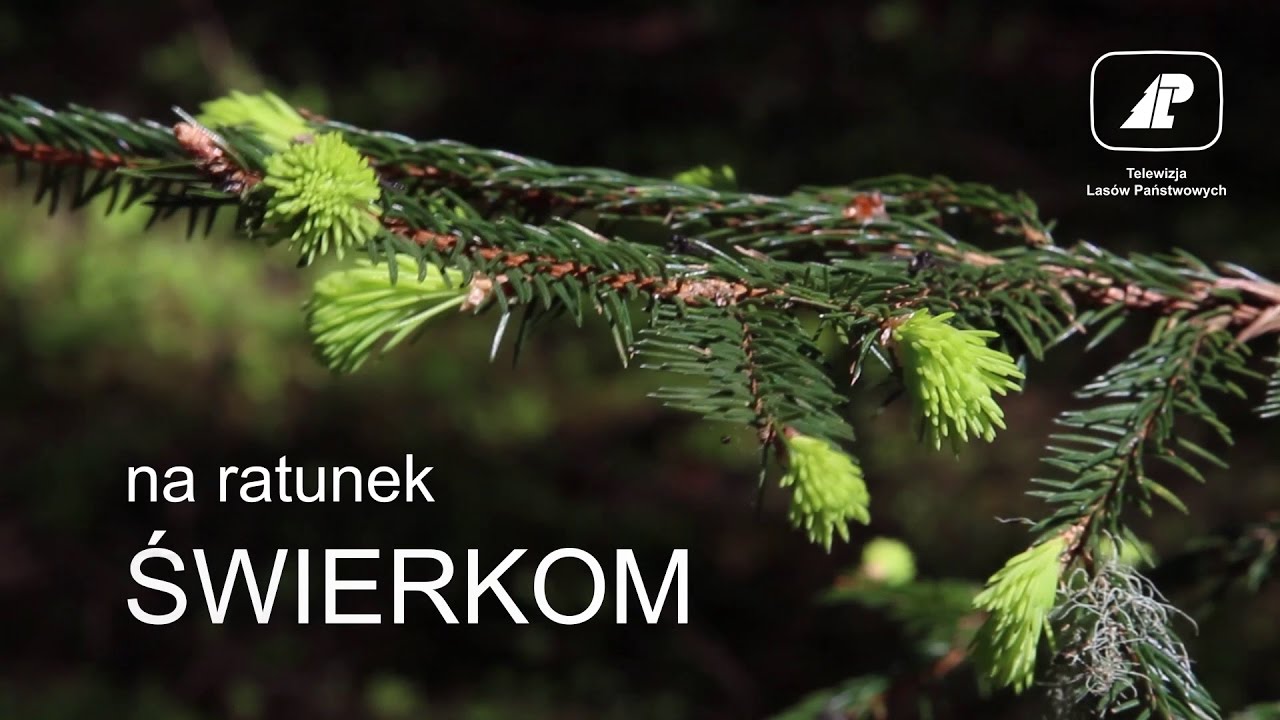 Na ratunek świerkom