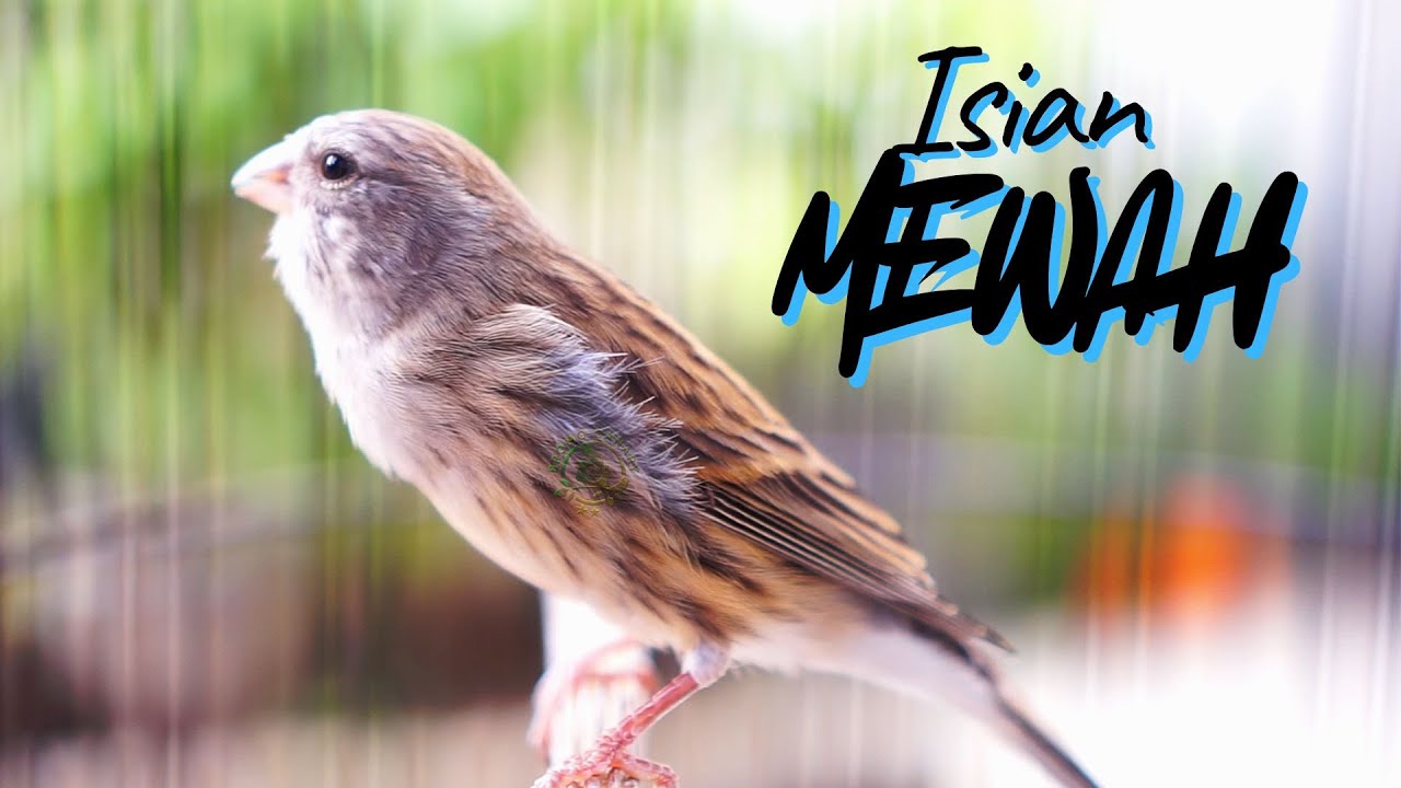 MATERI LOMBA ISIAN MEWAH ! MASTERAN KENARI ISIAN BLACKTHROAT GACOR DURASI PANJANG CENKOK MUEWAH